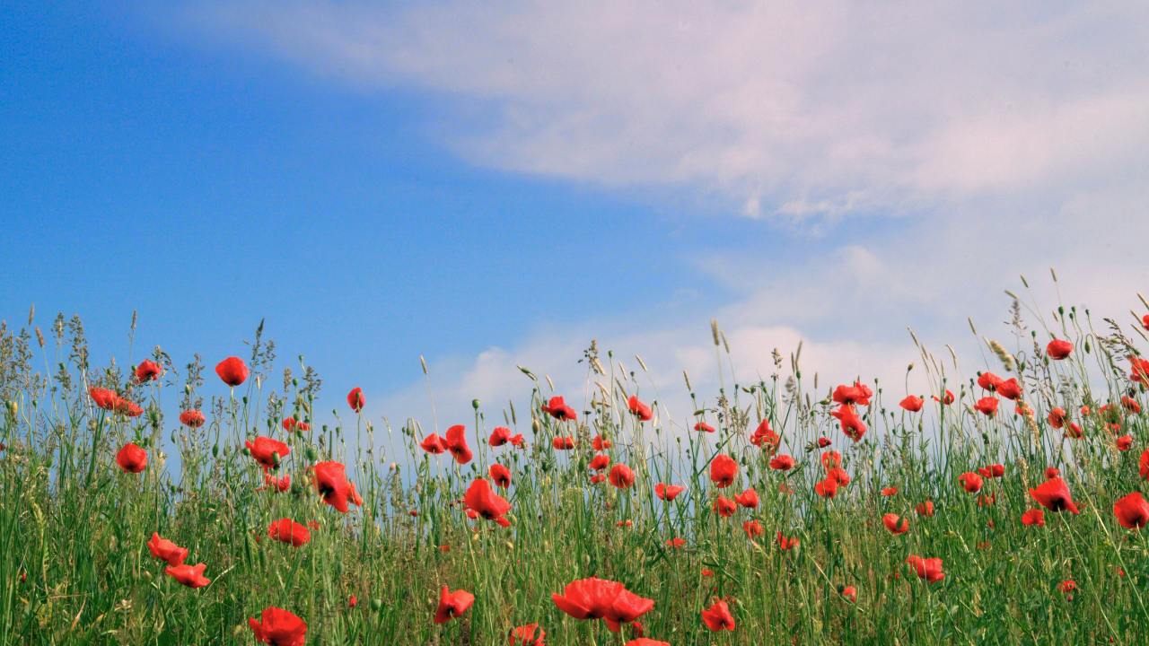 Papaveri in un campo dei Colli Orientali del Friuli in Primavera