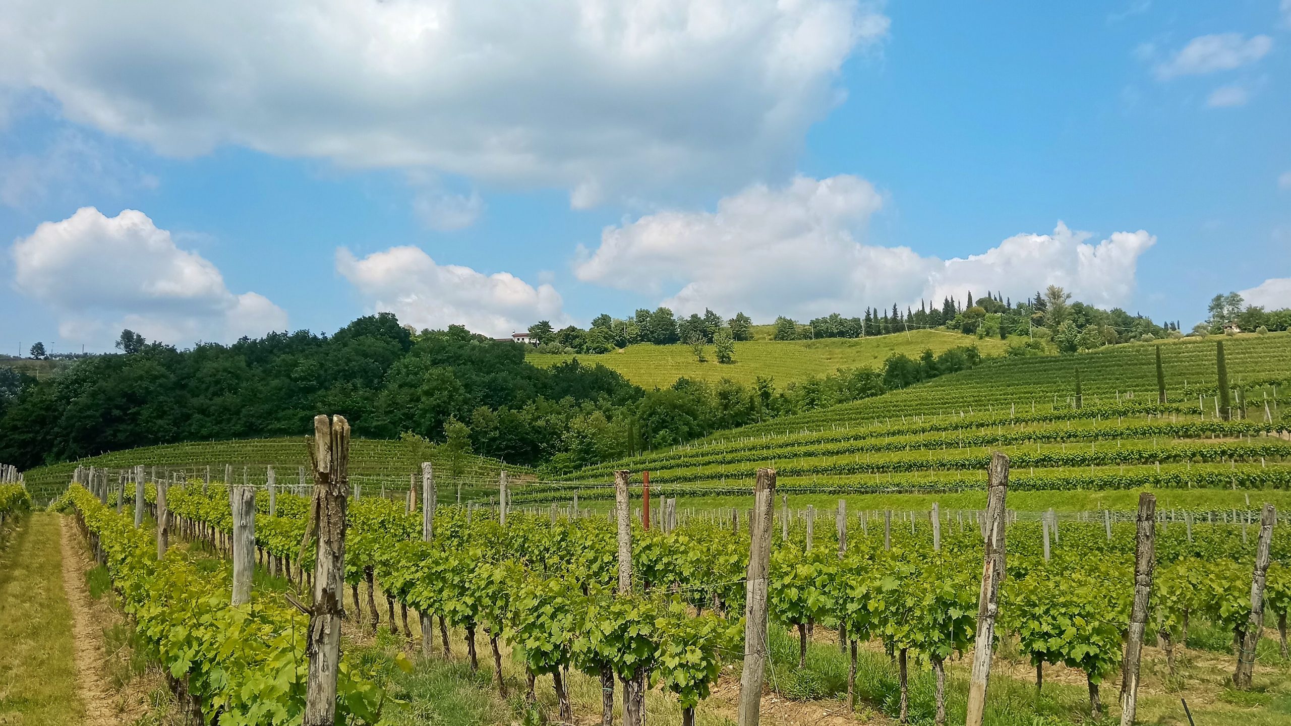 Panorama di vigneti e colline nei Colli Orientali del Friuli e dintorni in primavera.