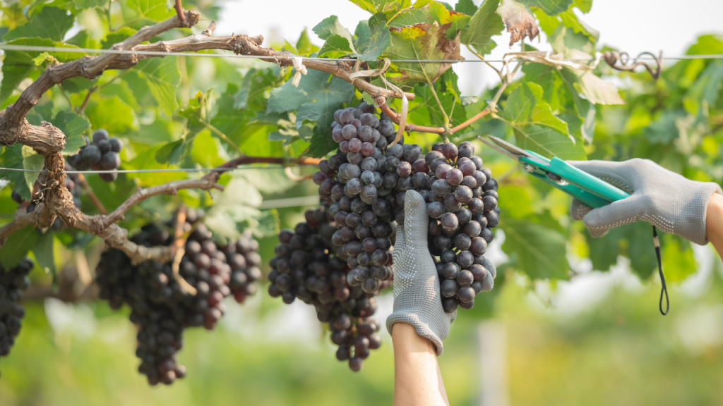 Mani di un turista che taglia un grappolo d'uva per la vendemmia turistica didattica.