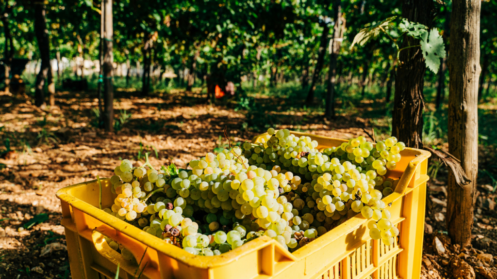 Una cassetta di uva bianca appena raccolta, utilizzata da un turista durante l'esperienza di vendemmia didattica.