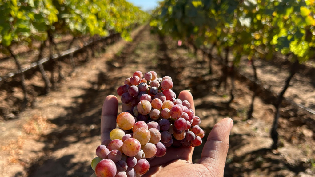Mano di un turista che tiene un grappolo d'uva raccolto durante la vendemmia turistica didattica.