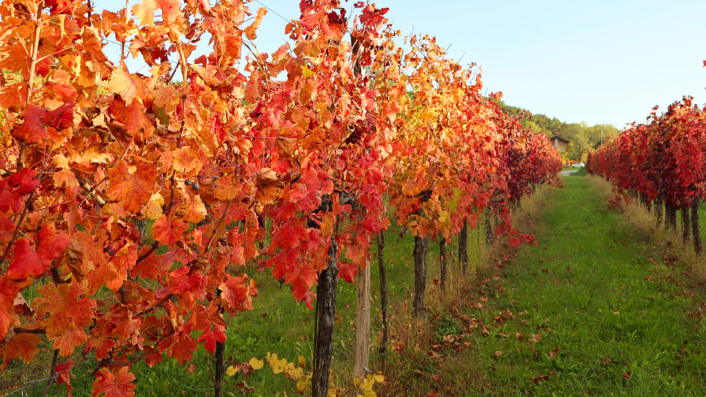 Dettagli di un vigneto con le foglie color rosso e arancione, tipico dell'autunno nei Colli Orientali del Friuli.